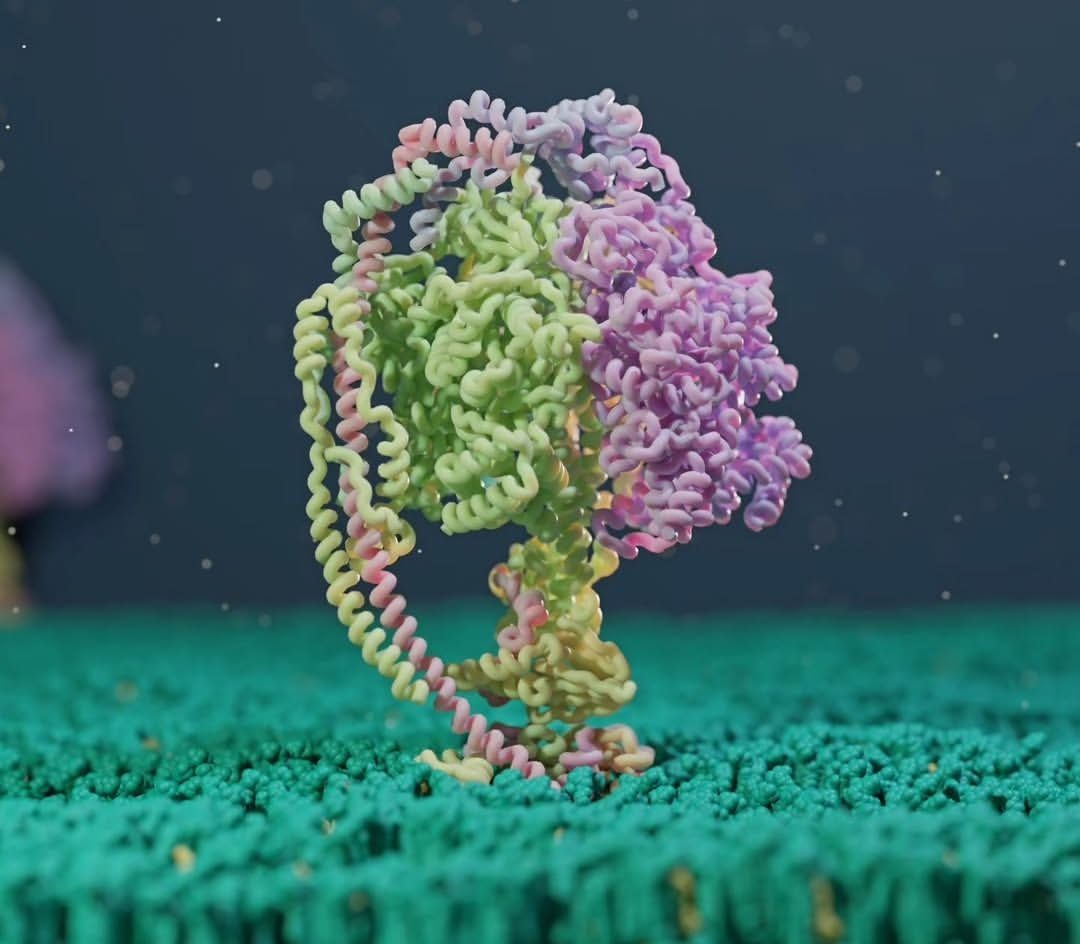 Render scientifico di un complesso proteico su membrana cellulare